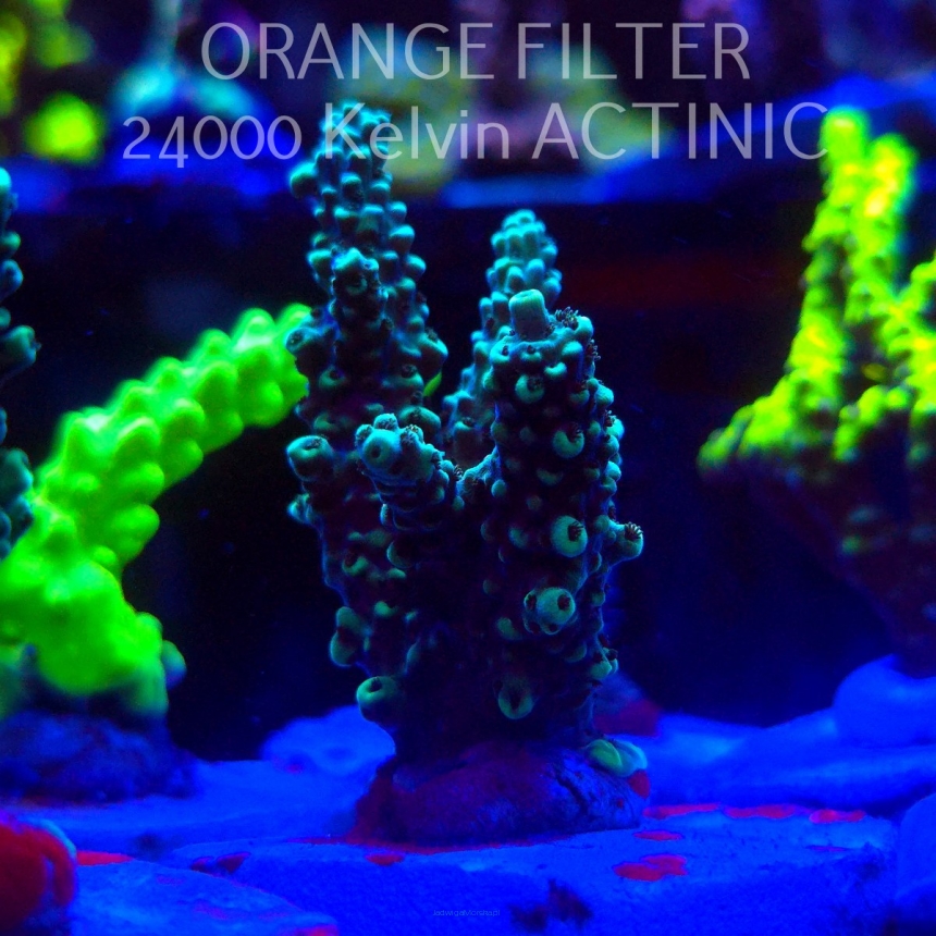 Acropora sp. AUSTRALIA (20.03.2025) L1-I-15  5cm