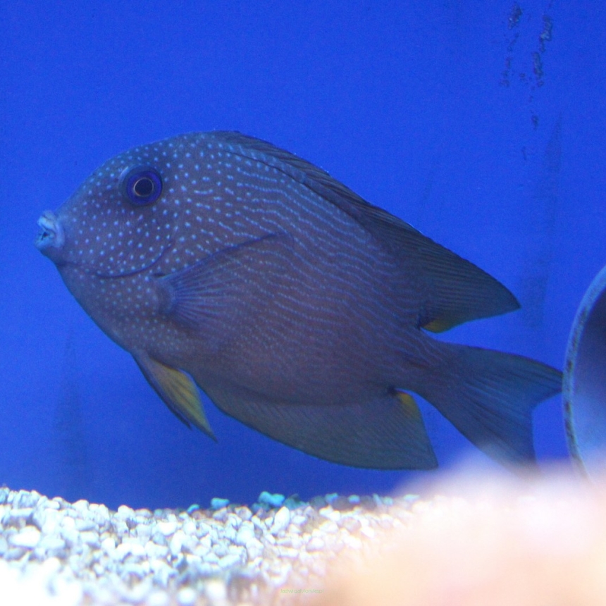 Ctenochaetus strigata (Blue Eye Tang) rozmiar 11-12 cm