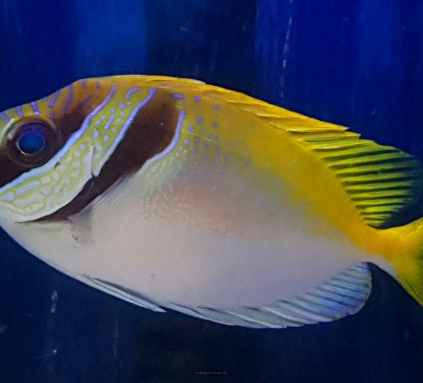 Siganus virgatus rozmiar 11-12 cm (Double-Barred Rabbitfish)