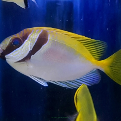Siganus virgatus 15 cm (Double-Barred Rabbitfish)