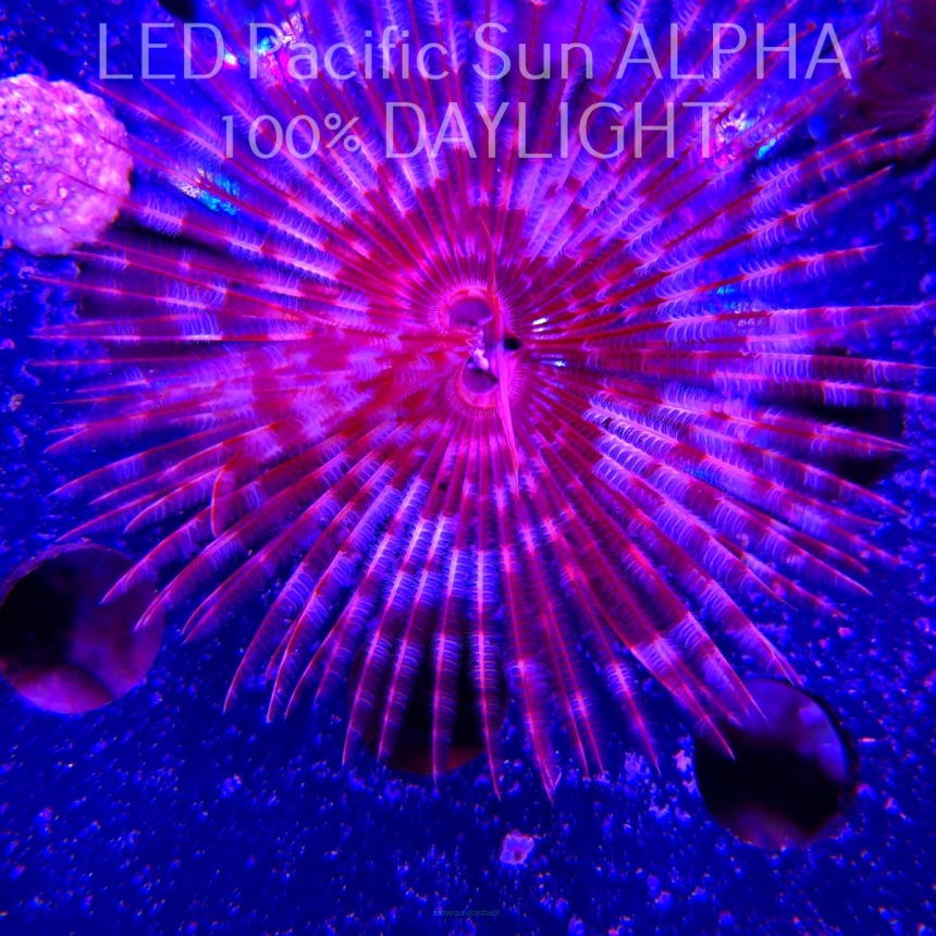 Sabellastarte indica (Rurówka) (23.01.2025)