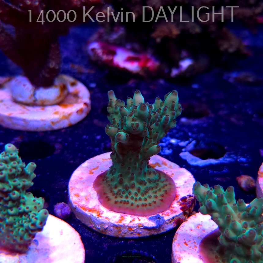 Acropora TG KERMIT THE FROG (20.03.2025) L1-III-28  6cm