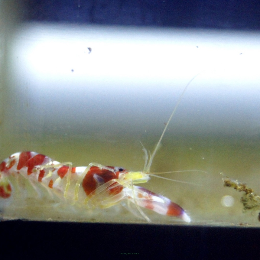 Alpheus randalli (Krewetka pistoletowa) rozmiar 2-3 cm