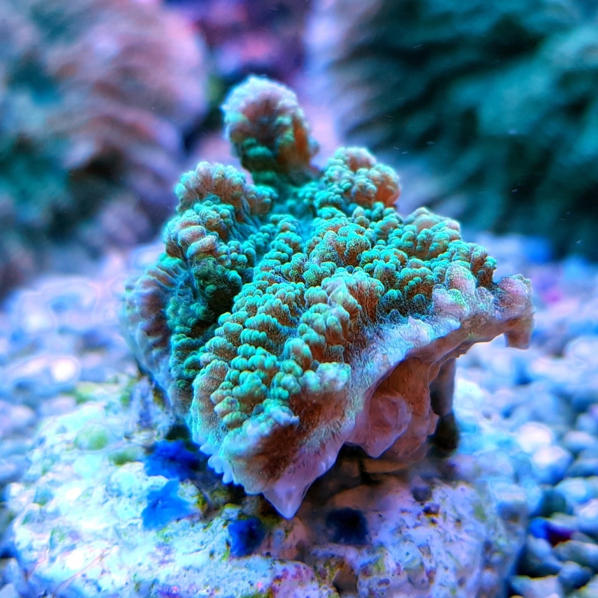 Merulina ampliata