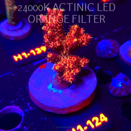 Acropora MILLEPORA BUBBLEGUM (02.02.2026) H1-124  7cm