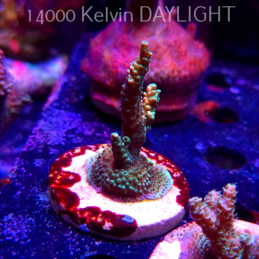 Acropora sp. AUSTRALIA (19.06.2025) L3-II-1  6cm