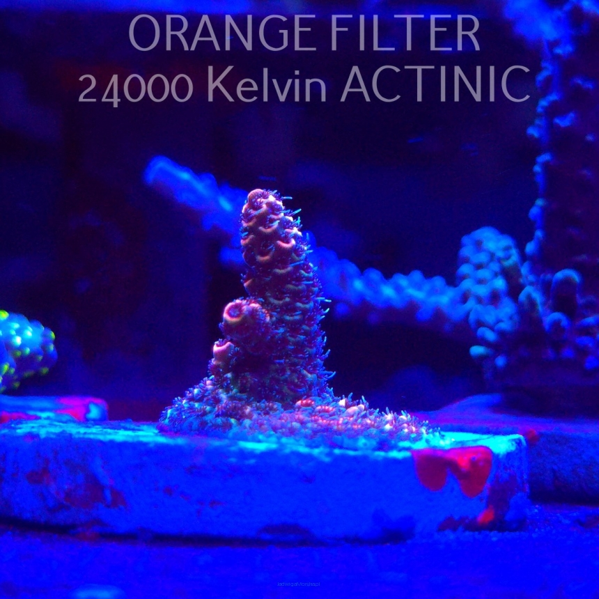 Acropora MILLEPORA PINK (20.03.2025) L1-I-9  2cm