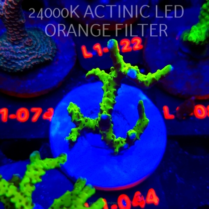 Anacropora WWC SLIMEBALL (11.10.2025) L1-044  5cm