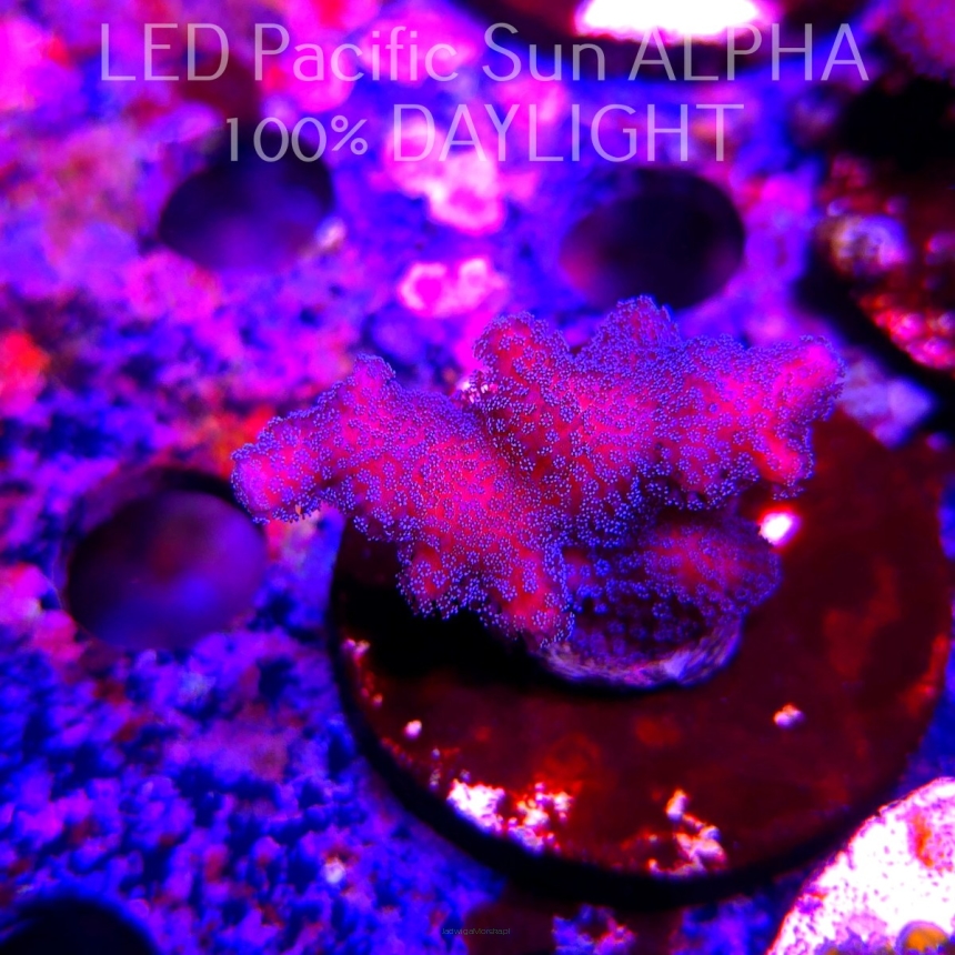 Pocillopora sp. FIJI PINK (23.01.2025)  4cm