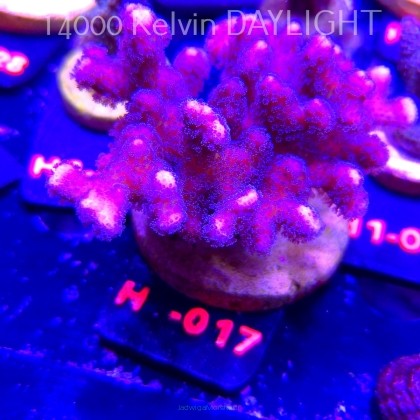 Pocillopora sp. FIJI PINK (02.02.2026) H1-017  8cm