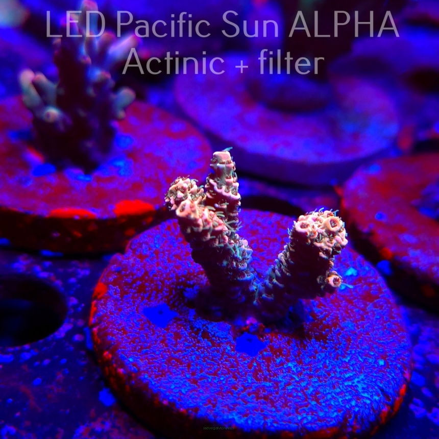 Acropora millepora CLOCKWORK ORANGE (02.02.2025) L3-II-2  3cm
