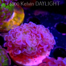 Euphyllia paraancora PINK GREEN HAMMER (01.04.2025)