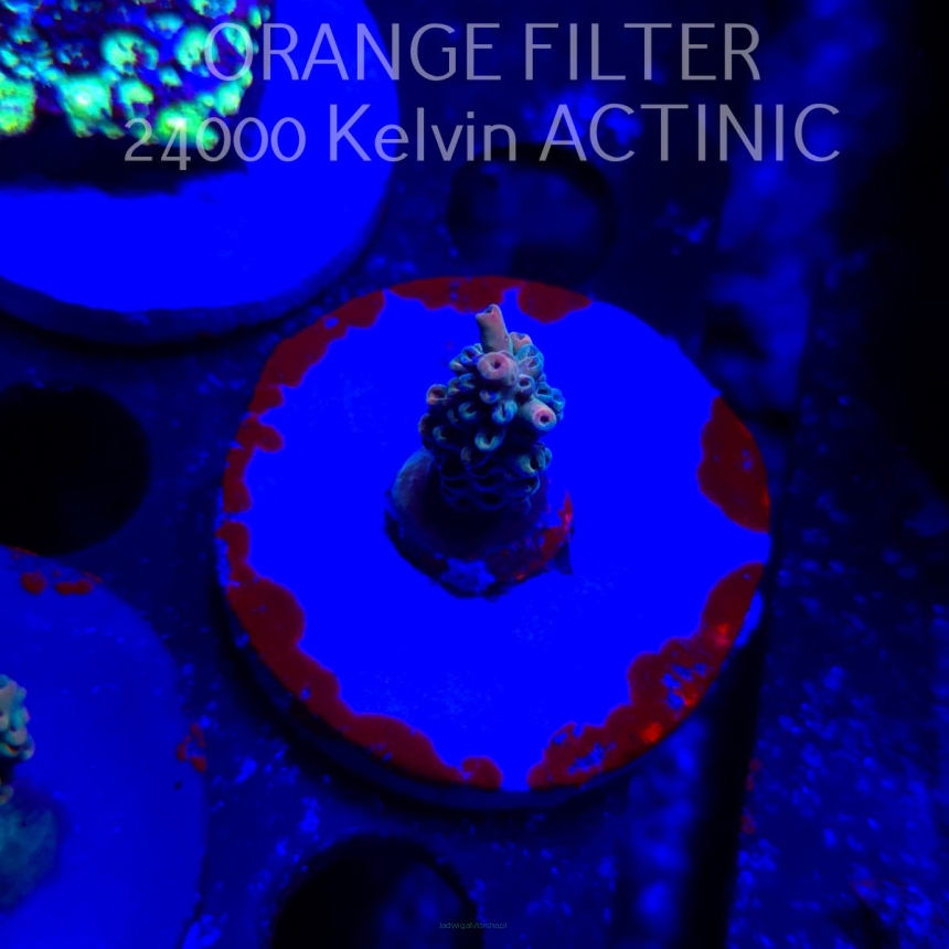 Acropora Jason Fox's Fox Flame Acro (19.06.2025) L3-I-8  3cm
