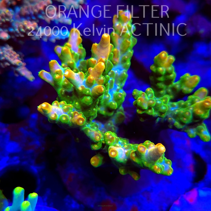   Acropora GOLDEN JAW DROPPER (21.06.2025) L4-III-21  10cm