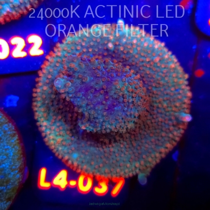 Acropora sp. PREMIUM AUSTRALIA (06.01.2026) L4-037  5cm