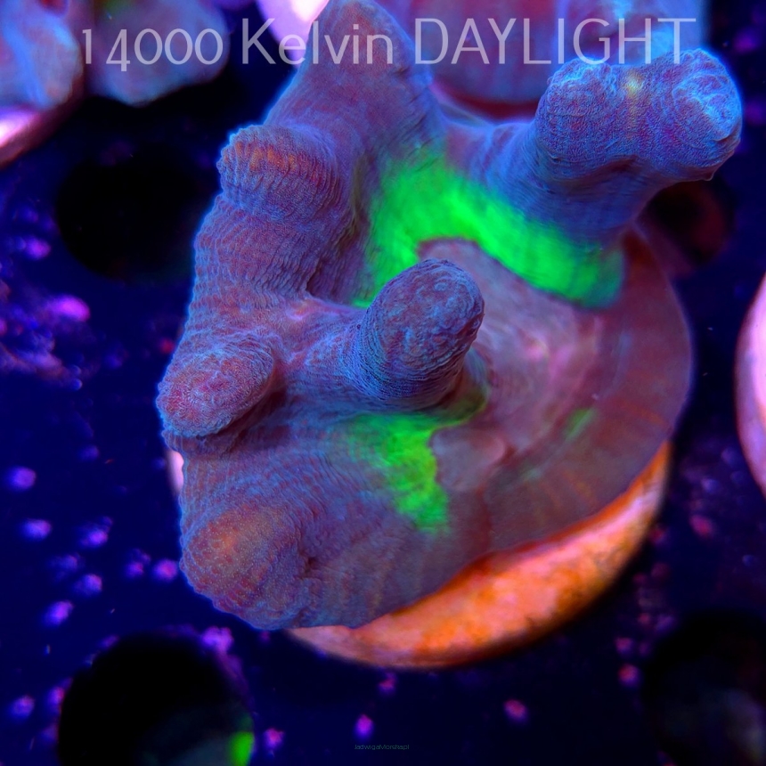 Pectinia alcicornis TYE DYE (03.06.2025)  6cm
