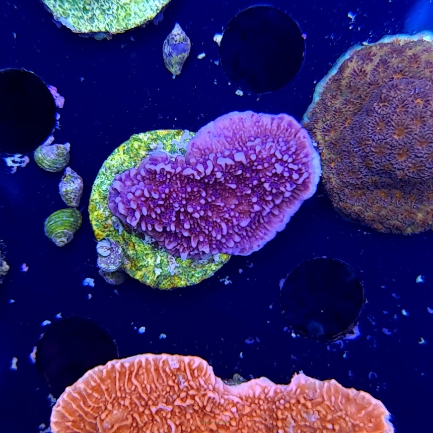 Montipora talerzowa PURPLE + BLUE POLYP (foto 15.01.2021) MM6-I-2 średnica 3 cm