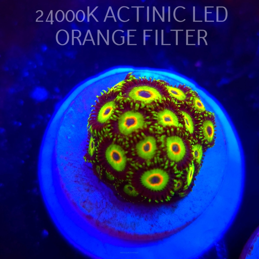 Zoanthus THREE LITTLE BIRDS (06.03.2026) KR-212  25P+