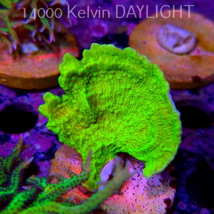 Montipora capricornis TOXIC GREEN (18.05.2025)  7cm