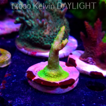 Acropora RR RAINBOW LOOM (19.05.2025) L3-III-17  5cm