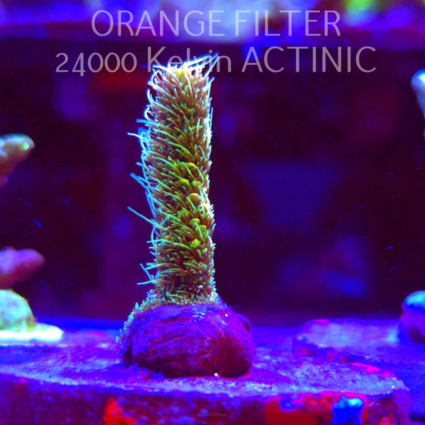  Acropora JMC YELLOW SPECIAL (21.06.2025) L4-I-26  5cm