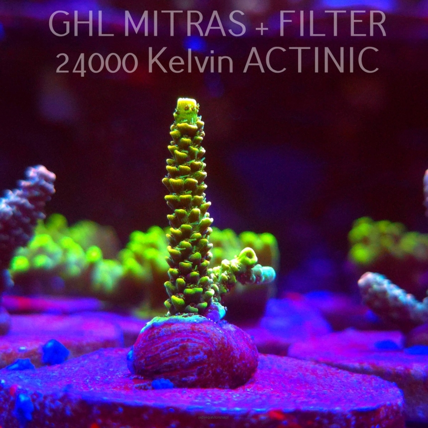  Acropora JMC YELLOW SPECIAL (20.02.2025) L4-I-26  5cm