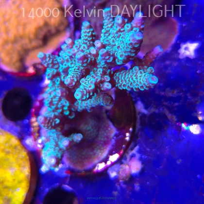 Acropora spathulata BLUE (08.11.2025) MM1-I-24  8cm
