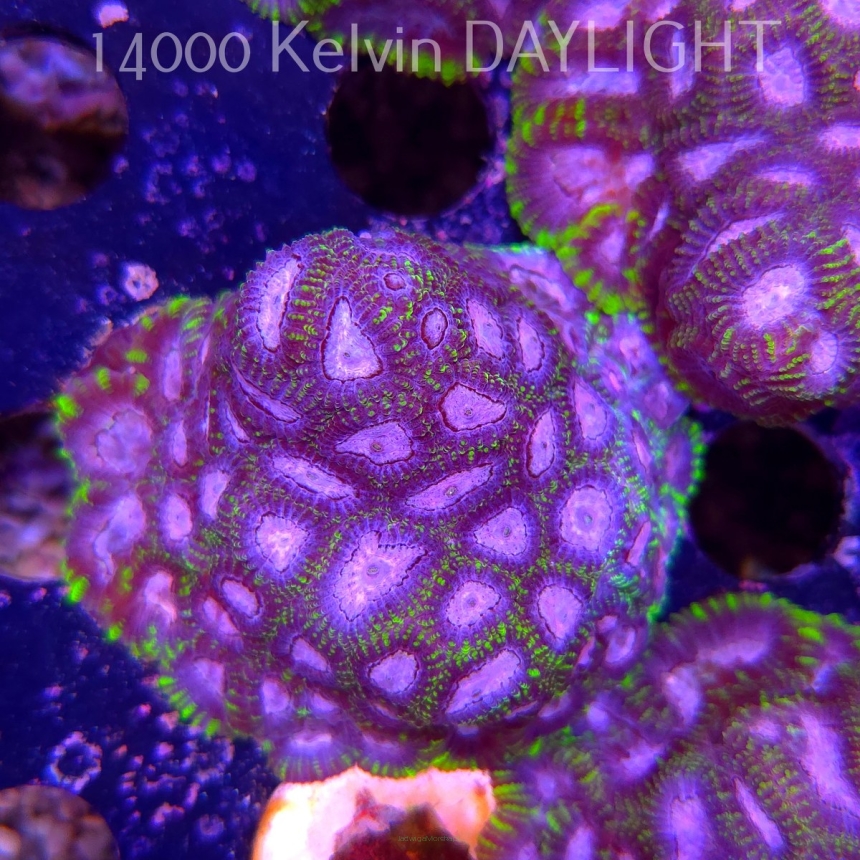 Favia WWC SPACE MONKEY (23.11.2025)  7cm