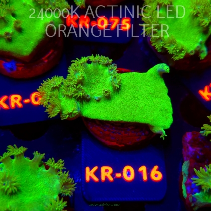 Turbinaria peltata TOXIC GREEN (07.12.2025) KR-016  5cm