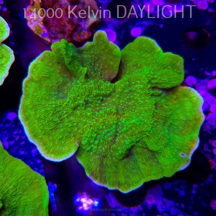 Montipora capricornis TOXIC GREEN (14.02.2026) H4  10cm