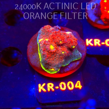 Echinophyllia GAMALAMA (07.12.2025) KR-004  5cm