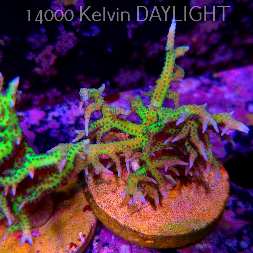 Seriatopora hystrix YELLOW (18.05.2025)  5cm