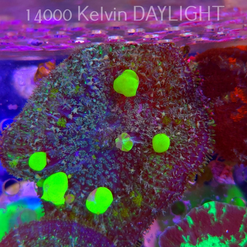 Rhodactis URANIUM Bounce Mushroom (02.06.2025)  7cm