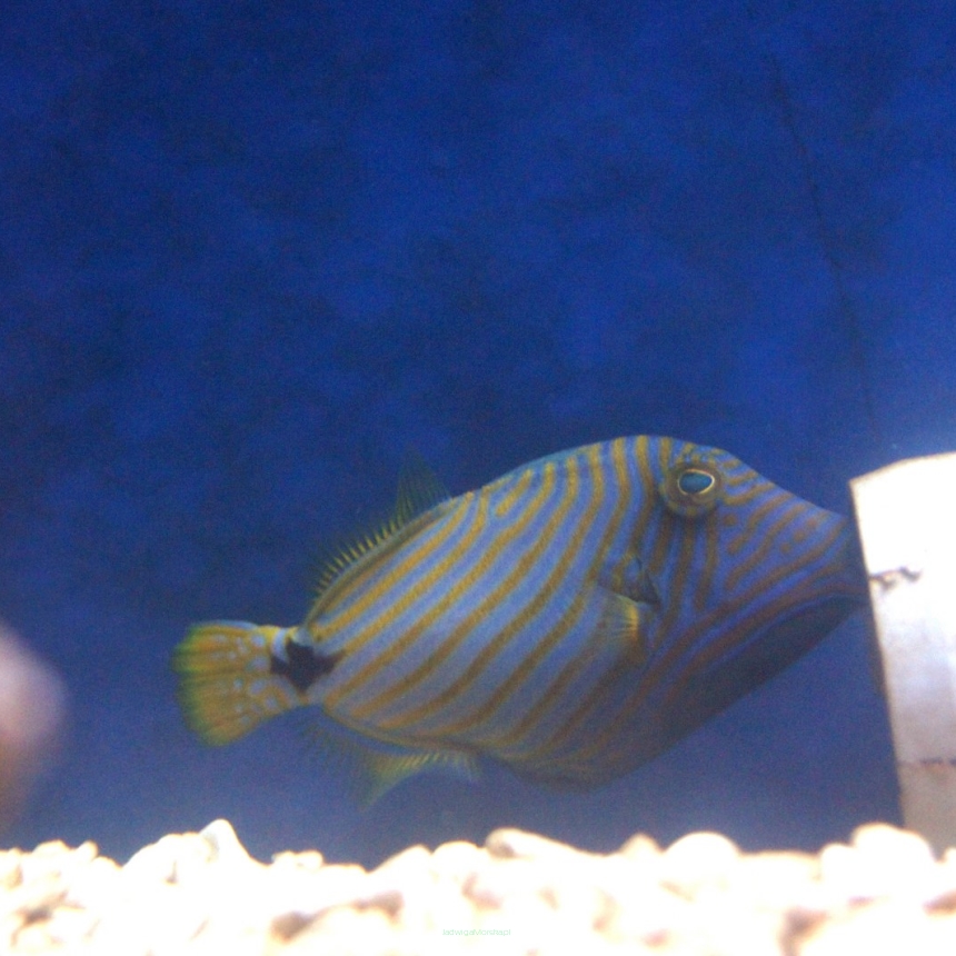 Balistapus undulatus (Rogatnica kolczasta) rozmiar