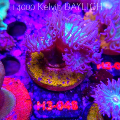 Duncanopsammia axifuga (15.01.2026) H3-048  4P