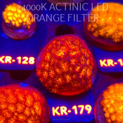 Leptastrea pruinosa JOHN DEERE (14.01.2026) KR-179  5cm