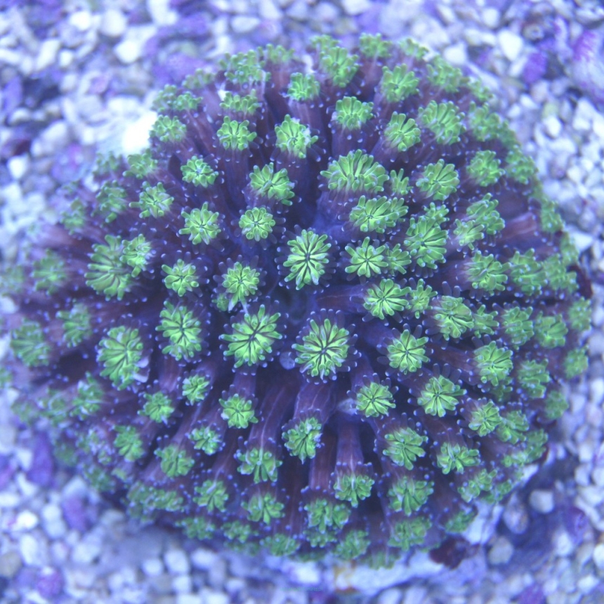 Galaxea fascicularis (metallic green)