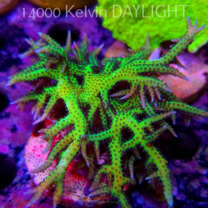 Seriatopora hystrix YELLOW (18.05.2025)  8cm