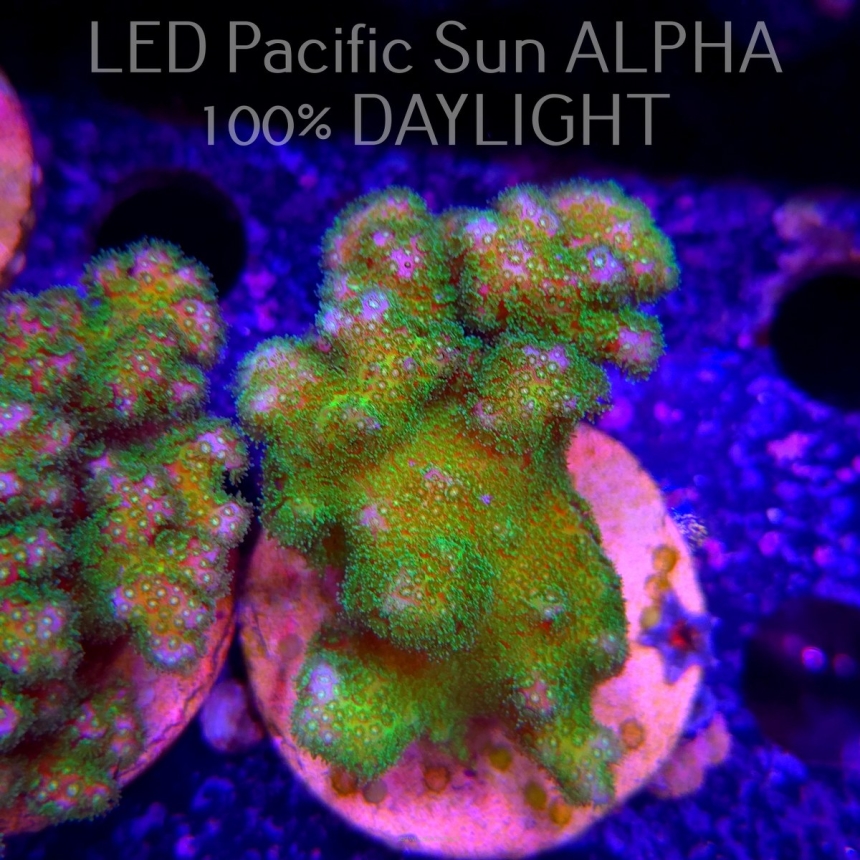 Pocillopora verrucosa YELLOW FLUO (22.01.2025)  6cm