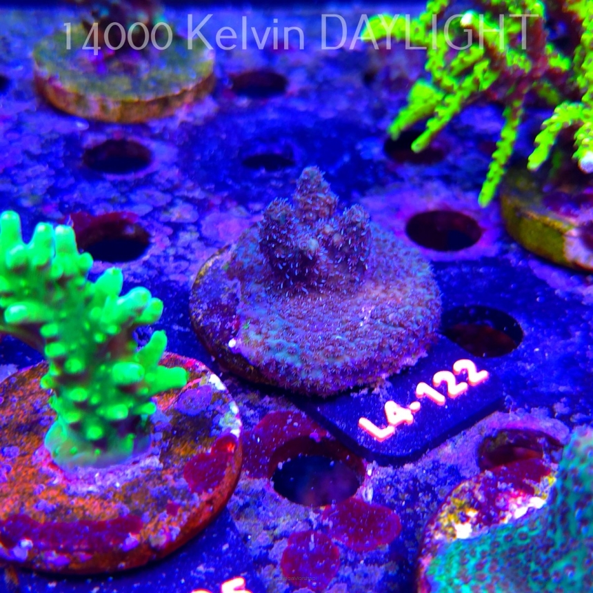 Acropora sp. PREMIUM AUSTRALIA  (07.01.2026) L4-122  5cm