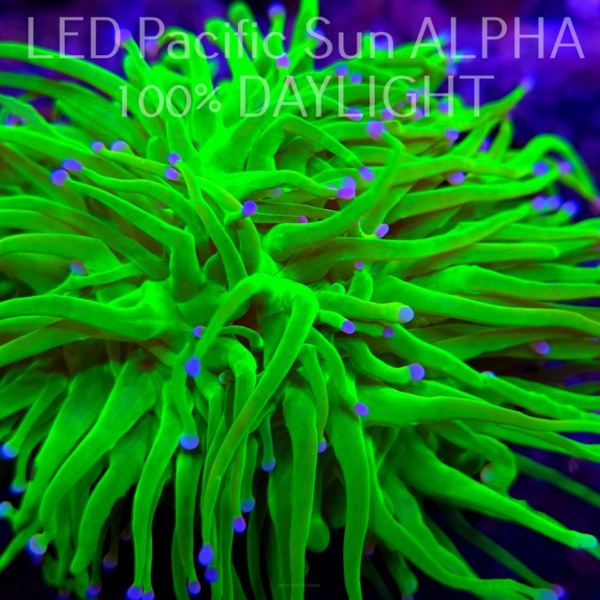  Euphyllia glabrescens ORIGINAL AUSSIE BANANA TORCH 1+ HEAD (03.11.2024)