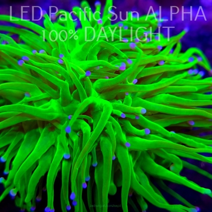  Euphyllia glabrescens ORIGINAL AUSSIE BANANA TORCH (22.01.2025) 2 HEADS