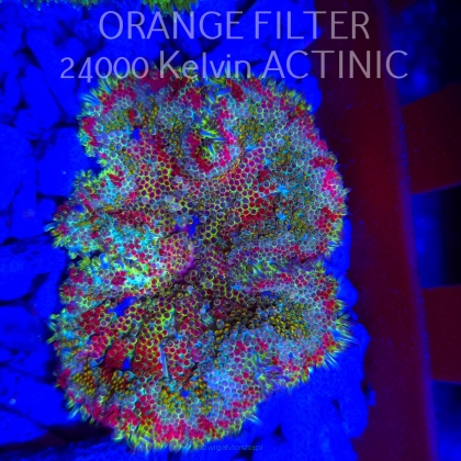 Stichodactyla TAPETUM Mini-Maxi Carpet Anemone RAINBOW (01.06.2025)  7cm