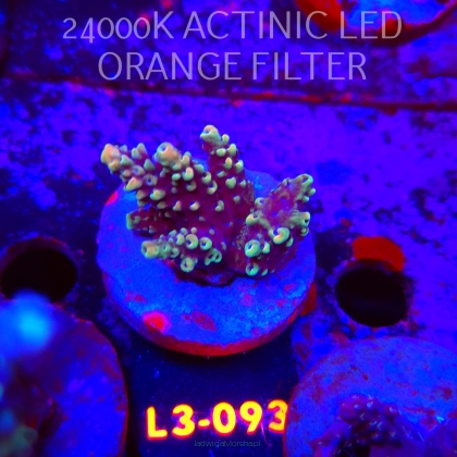 Acropora sp. PREMIUM AUSTRALIA (05.01.2026) L3-093  4cm