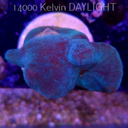 Pectinia alcicornis TYE DYE (03.06.2025)  8cm