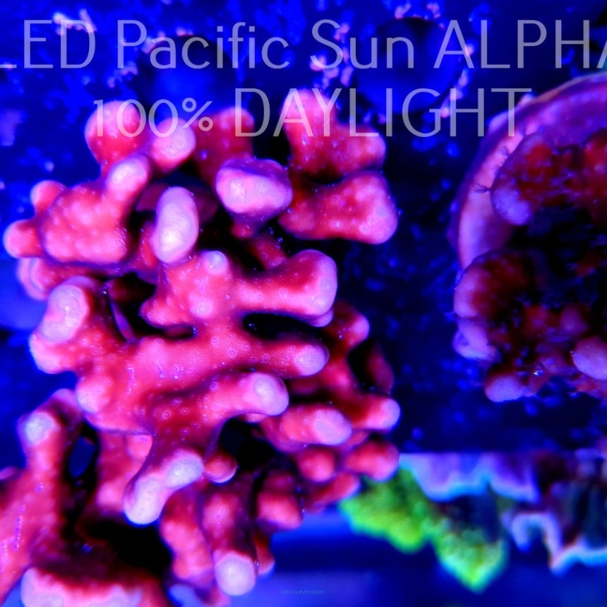 Blue Ridge Coral - Heliopora coerulea - Blue Fire Coral (19.02.2023) 10cm