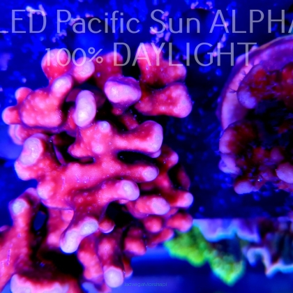 Blue Ridge Coral - Heliopora coerulea - Blue Fire Coral (19.02.2023) 10cm