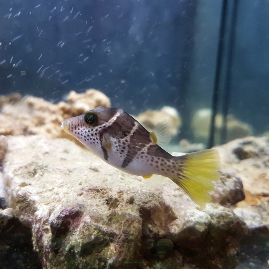 Canthigaster valentini rozmiar 8cm