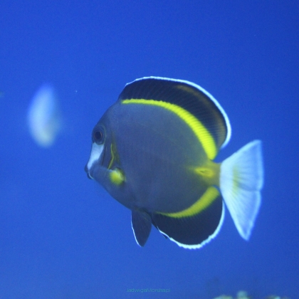 Acanthurus japonicus rozmiar 8-9 cm