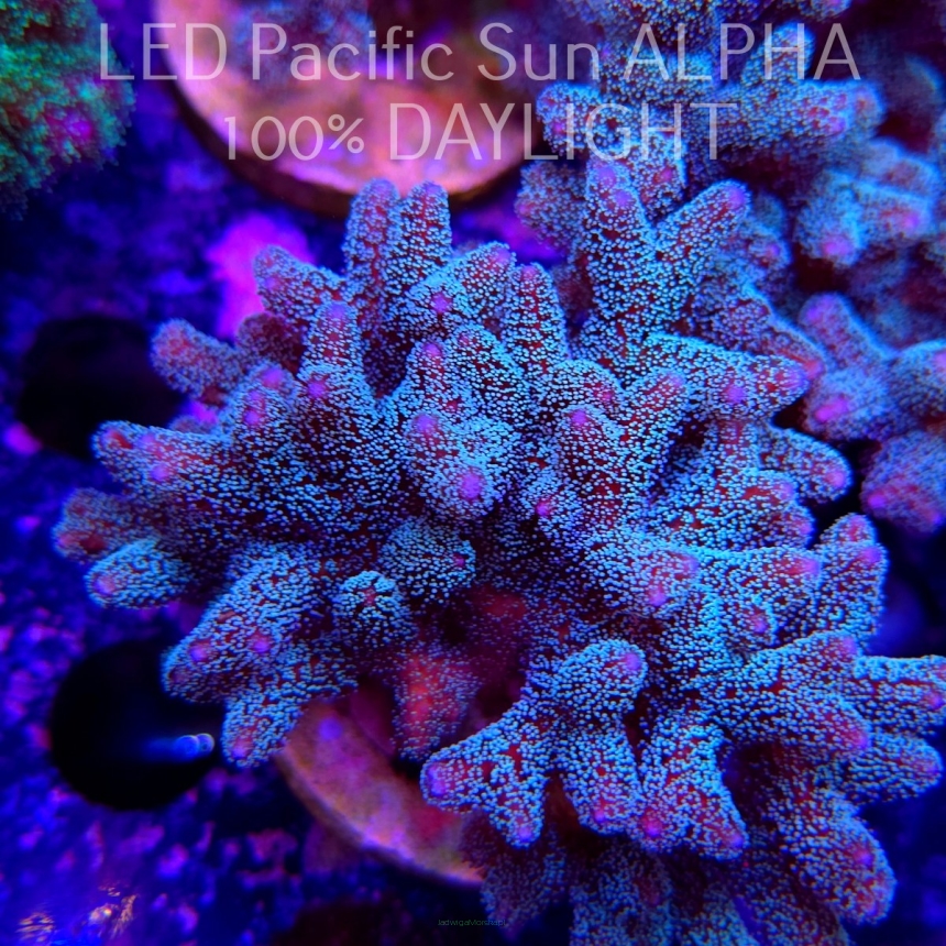 Seriatopora guttatus (22.01.2025)  10cm